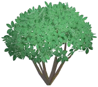 Quartered Topiary Bush