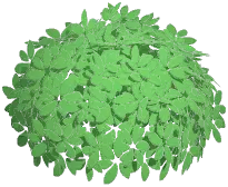 Round Topiary Bush