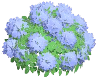 Purple Hydrangea