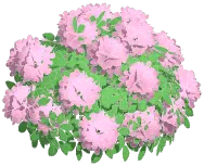 Pink Hydrangea