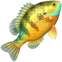 Bluegill