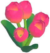 Peach Tulip