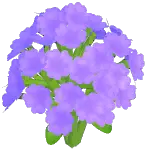 Purple Baby's Breath