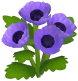 Purple Corn Poppy