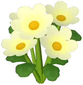 White Daisy