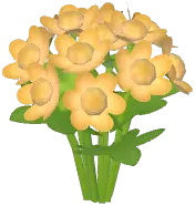 Yellow Masterwort