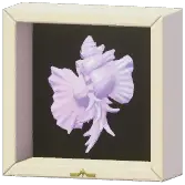Certified Mark (Orchid Murex)