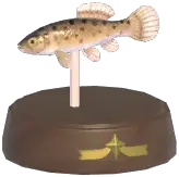 European Mudminnow