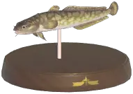 Burbot