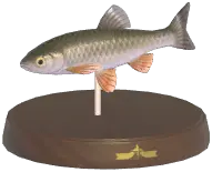 Common Chub