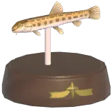 Spined Loach