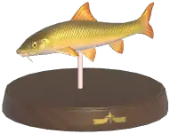 Barbel