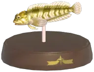 Freshwater Blenny