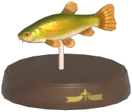 Tench