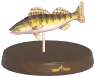 Zander