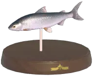 Common Whitefish