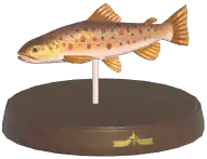Trout