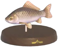 Crucian Carp