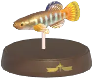 Mediterranean Killifish