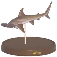 Smooth Hammerhead