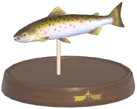 Atlantic Salmon