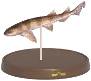 Nursehound