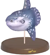 Ocean Sunfish