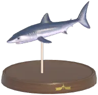 Shortfin Mako Shark