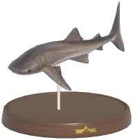 Whale Shark