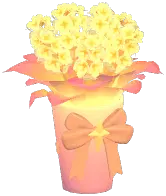 Sunglow Hyacinth