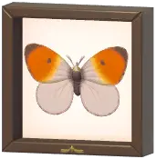 Certified Mark (Orange-Tip)