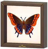 Certified Mark (Mourning Cloak)