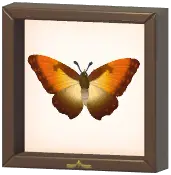 Certified Mark (Sunset Morpho)