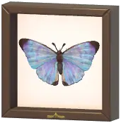 Certified Mark (Sulkowsky's Morpho)