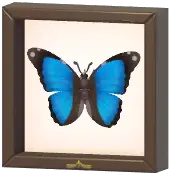 Certified Mark (Scarce Morpho)