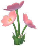 Huge Evening Primrose