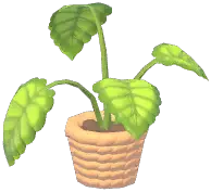 Potted Green Apple Arrowroot