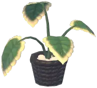Potted Green Apple Arrowroot