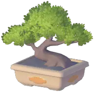 Potted Greeting Pine