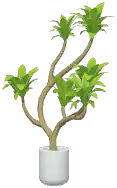 Potted Song of India