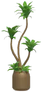 Potted Song of India