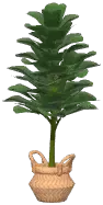 Potted Fiddle Leaf Fig