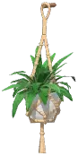 Potted Spider Plant