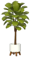 Potted Fiddle Leaf Fig