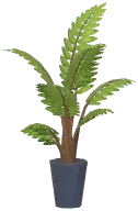 Potted Areca Palm