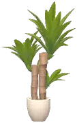 Potted Yucca