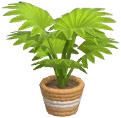 Potted Fountain Palm