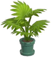 Potted Fountain Palm