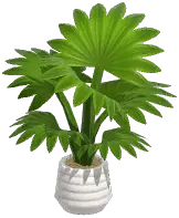Potted Fountain Palm