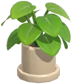 Potted Pepper Elder